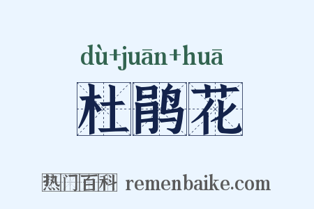 杜鹃花是什么意思的图片